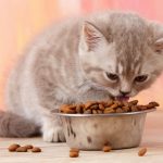 Be Aware of These Things When Buying Food For Cats and Dogs