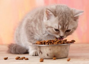 Be Aware of These Things When Buying Food For Cats and Dogs